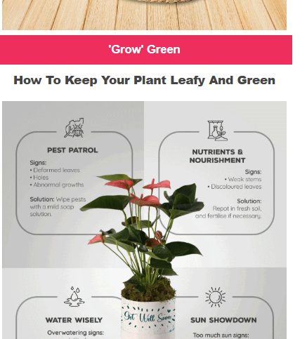 Net Florist’s Plant Appreciation Day email campaign example titled "How to keep your plant leafy and green"